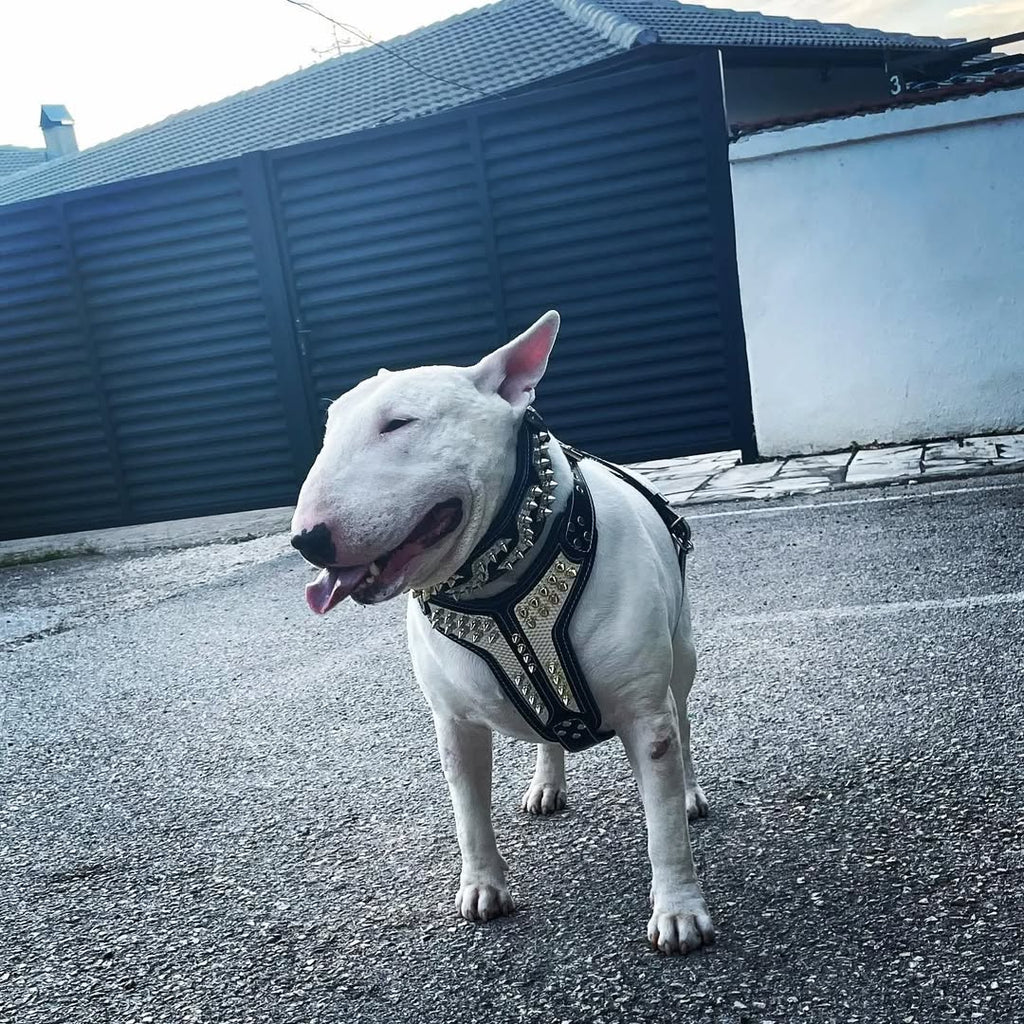 Dog Leather Harness